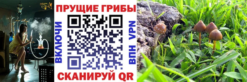 Галлюциногенные грибы Psilocybine cubensis  Уварово 